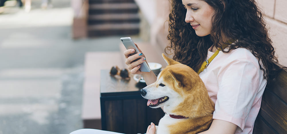 Pet'Alerte et animaux perdus