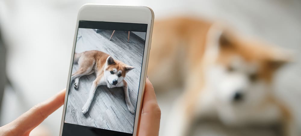 Les applications pour animaux de compagnie