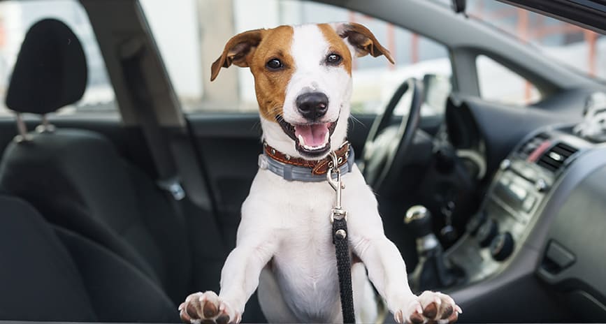 Taxi et Ambulance pour animaux