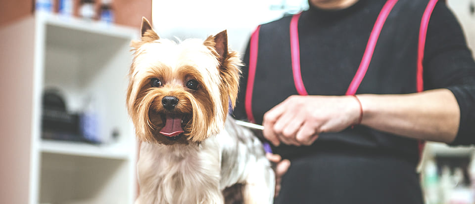 Toilettage et toiletteur : bichonnez votre animal